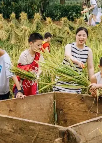 文博日历沉浸式收割晒谷